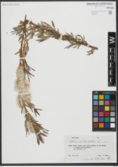 Foto von Salix viminalis L.